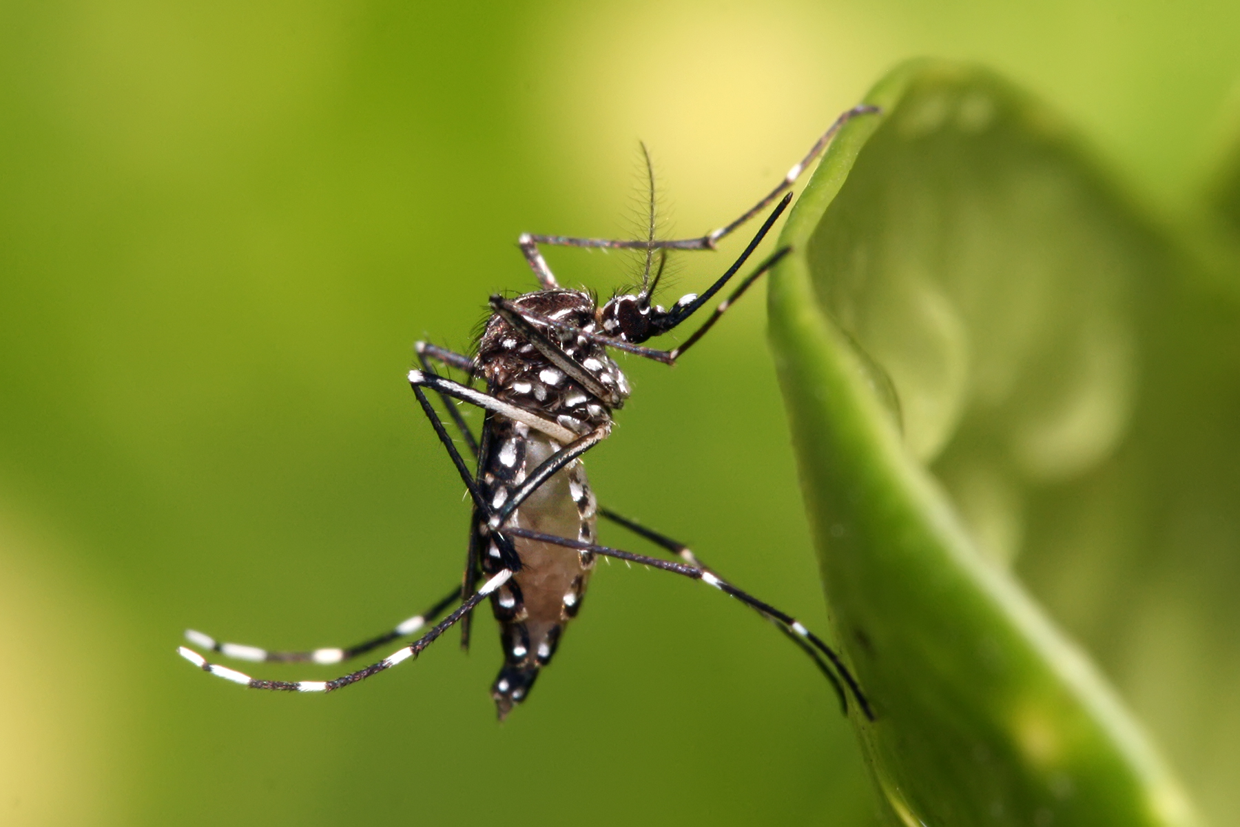Dengue: confirman 16 casos en Funes y se suman varios sospechosos